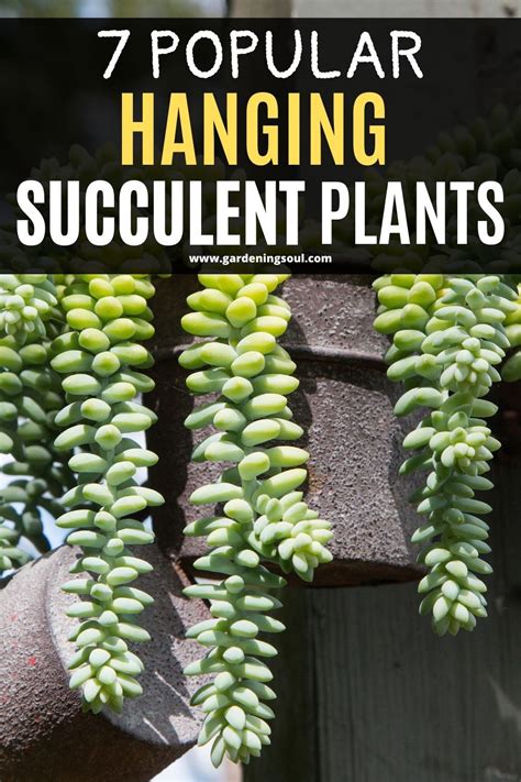 7 Popular Hanging Succulent Plants Types Of Succulents Plants Hanging Succulents Planting