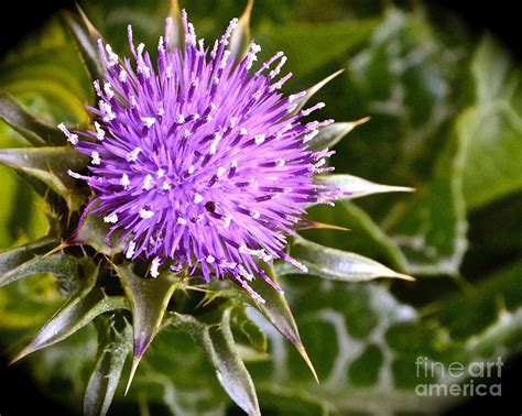 Spiky Purple Flower Photograph By Sontia Hall