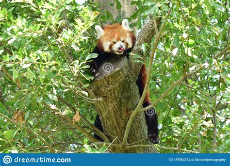 Red Panda With Tongue Sticking Out Stock Image