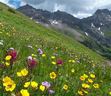 Colorado Wildflowers And Mountains Photograph By Cascade Colors Fine