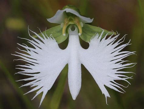 White Egret Orchid Infy World