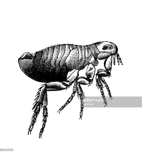Old Engraved Illustration Of The Human Flea The House Flea Flying