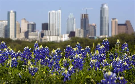 40 Texas Bluebonnets Desktop Wallpaper On Wallpapersafari