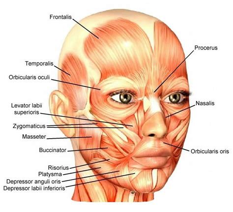 Female Muscle Structures Facial Muscles Anatomy Skin Anatomy Muscle