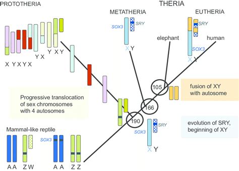 Evolution Of Sex Chromosomes In Mammals Divergence Dates Of Major Download Scientific Diagram