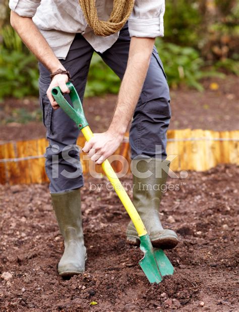 Preparing The Soil For Planting Stock Photo Royalty Free Freeimages