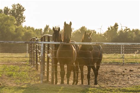 Best Horse Fencing Options