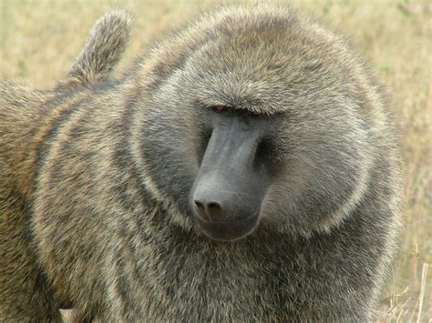 Baboon Free Photo Download Freeimages