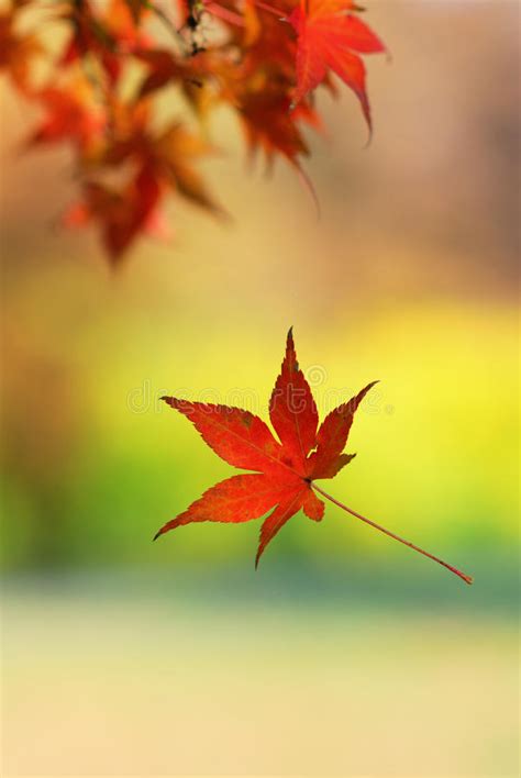 Single Japanese Maple Leaf Falling From A Tree Branch Stock Photo