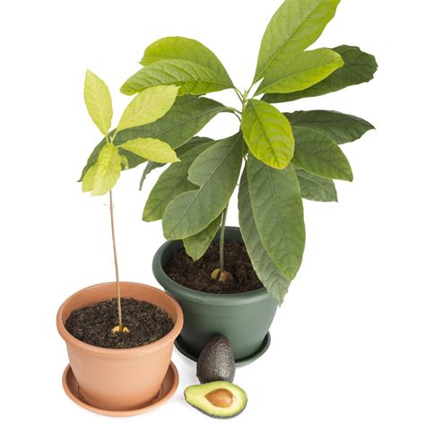 Avocadobaum Pflanzen Und Pflegen Mein Schöner Garten