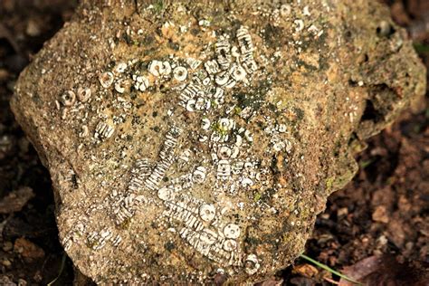 Rock With Crinoid Fossils Free Stock Photo Artofit