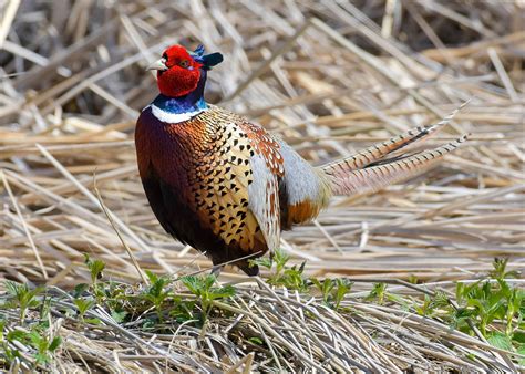 Habitat Needs Of Pheasants North Dakota Game And Fish
