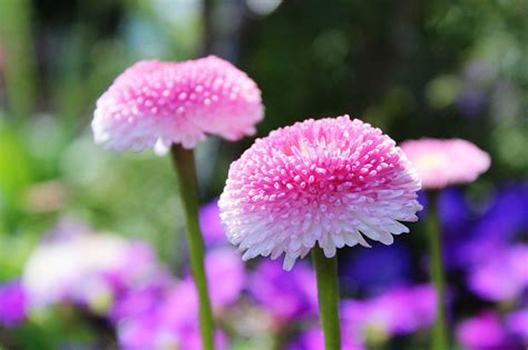 Bloom Of Pink Fluffy Flowers Free Image Download