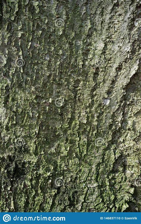 White Poplar Tree Bark Or Rhytidome Covered With Green Moss Texture