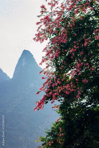 Pink Flowers On A Tree And Karst Rock Mountains In Yangshuo Guilin