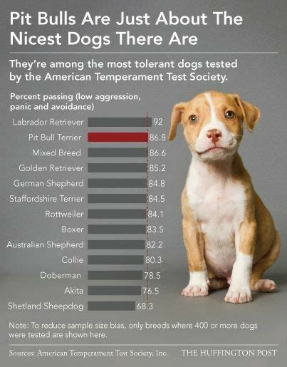 Most Tolerant Dog Breeds