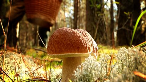 Где и как искать грибы, советы профессионального миколога, www.grib.tv ...