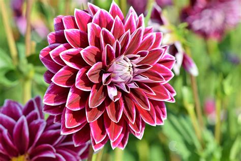 Dahlias How To Plant Grow And Care For Dahlia Flowers The Old