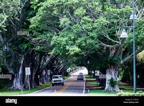 Florida Hobe Sound Se Bridge Road Banyan Trees Canopy Stock Photo