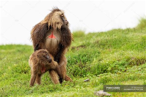 Male And Female Baboons Copulating On Wet Meadow During Overcast Day In