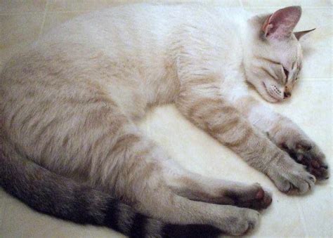 Cream And White Color Point Tabby Siamese Cat Siamese Kittens Cats And