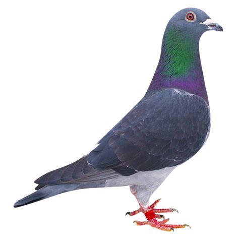 Racing Pigeons For Sale | Pigeons for sale, Racing pigeons for sale, Racing pigeons