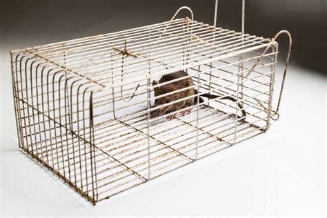 Metal Cage With A Trapped Rat Stock Photo Image Of Metal Mammal