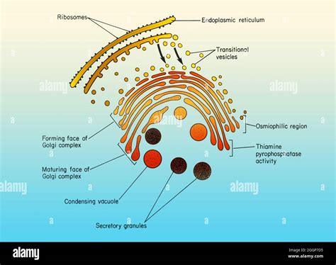Colorized Diagram Of The Golgi Apparatus Associated Cisternae Of The