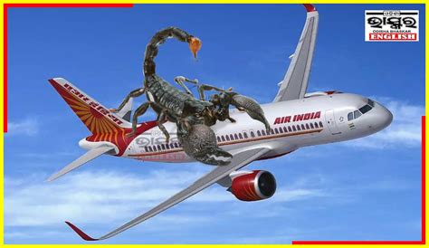 Scorpion Stings Woman Passenger On Air India Flight Odisha Bhaskar