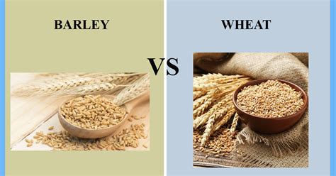 Is there a better bread?: Barley vs Wheat | thosefoods.com