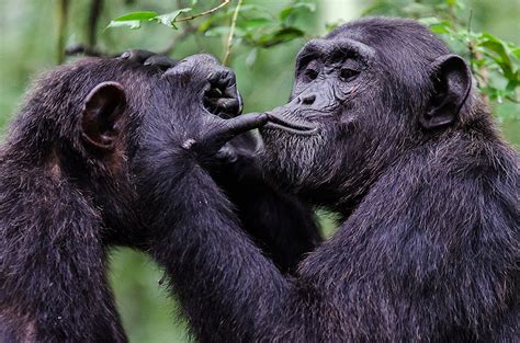 Study Great Apes Use ‘hello And ‘goodbye Signals To Begin And End