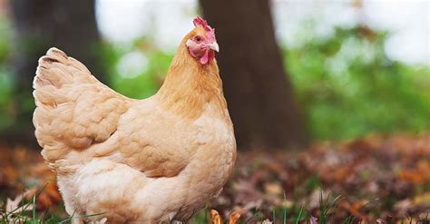 I've only had one die from. A Complete Guide to Raising Backyard Chickens in 7 Chapters