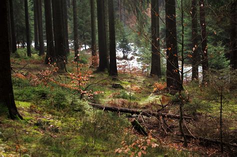 Bosque Templado De Coníferas Características Fauna Flora Y Temperatura