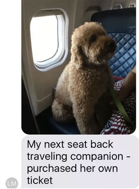 Hey Theres A Dog On Plane 12 Pics I Can Has Cheezburger Best