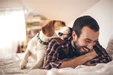 ¿cuál Eres Tú 7 Diferencias Entre Un Dog Lover Y Un Padre Canino