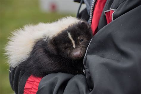 What Its Actually Like To Have A Pet Skunk Pethelpful