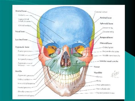 Features Of The Maxillofacial Area Mfa Injuries Classification