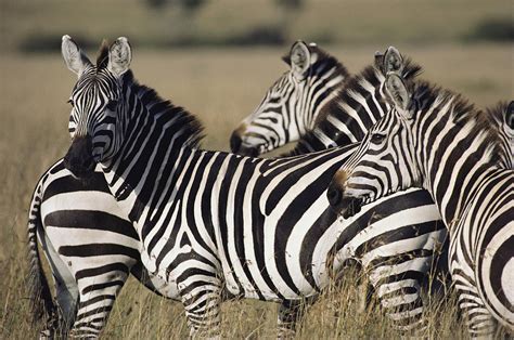 Plains Zebra Facts Habitat Diet Life Cycle Baby Pictures