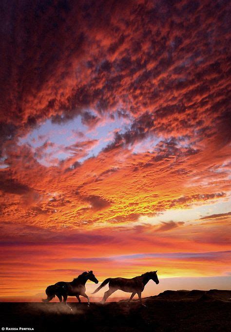 108 Best Horses In Sunset Images On Pinterest Beautiful Horses