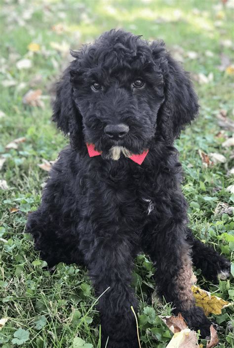 Giant Schnoodle Puppies For Sale Australia Maybe You Would Like To