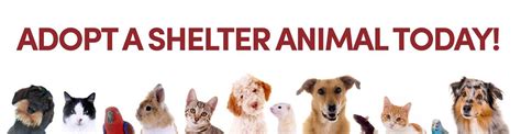 At the time of writing this guide, there are 5 classifications of pets Adopt a Pet | Rowan County