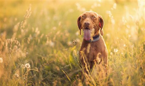 vizsla wallpapers pictures breed