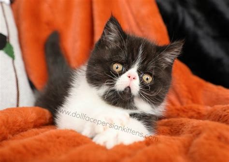 Exotic Shorthair Persian Kittens The Lazy Mans Persiandoll Face