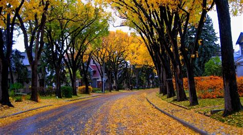 Street In Autumn