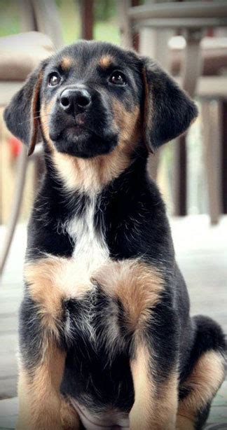 German Shepherd Black Lab Mix Puppies