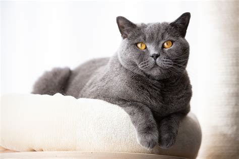 British Shorthair Breed Profile Characteristics And Care