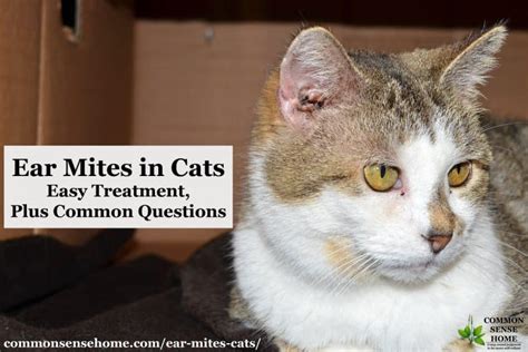 Ear Mites In Cats Easy Treatment Plus Common Questions