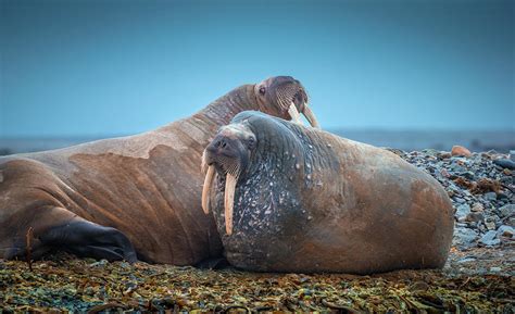 Walruses On The Beach Svalbard Norway Photograph By Arctic Images