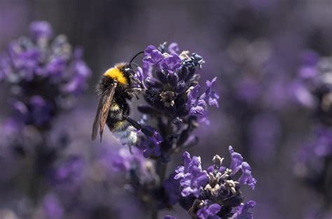 Do Bees Like Lilacs