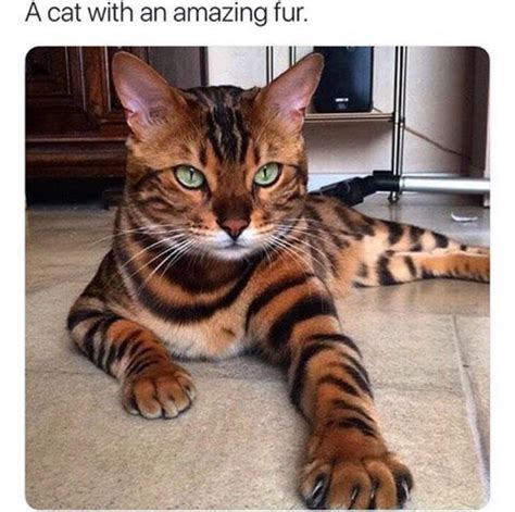 List Of Toyger Kittens For Sale Canada 2022 Sustainableal